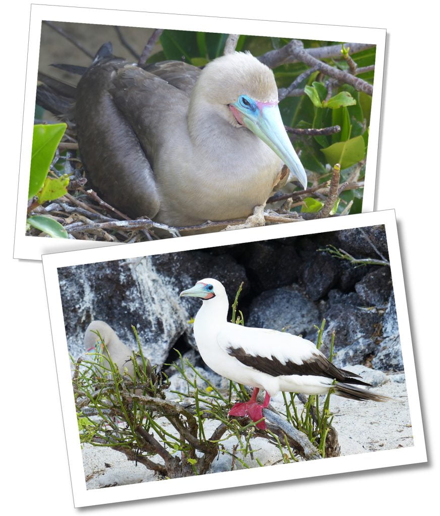 Genovesa-Red-Footed-Booby, Galápagos Islands, Ecuador.