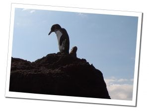 Two penguins seemingly on lookout at Pinnacle-Rock, The Galápagos Islands. Uploaded ToThe Best 8-Day Boat Tour Of The Galápagos Islands