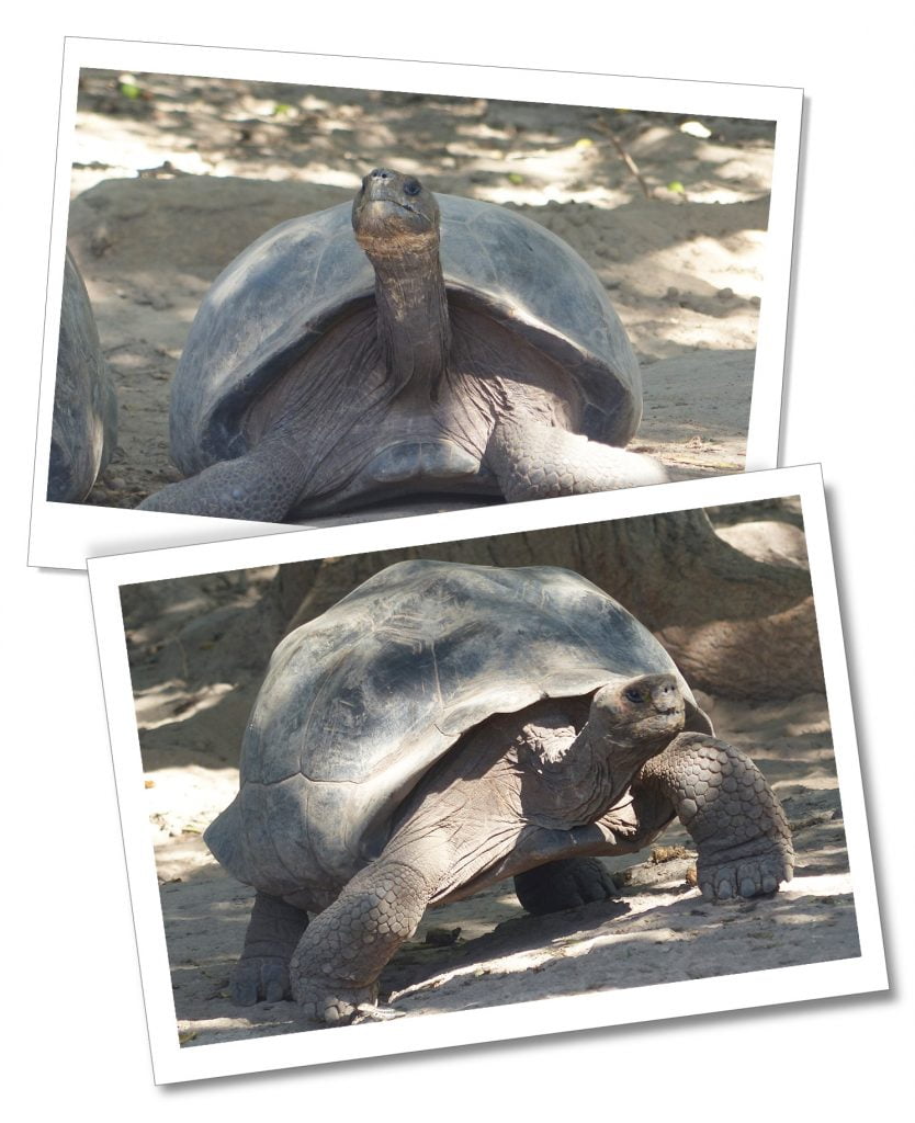 Isabela-Giant-Tortoise-Sanctuary