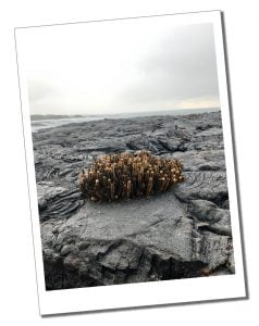 A small circle of coral standing central on an expanse of grey slate coloured rocks at the edge of a cold sea 