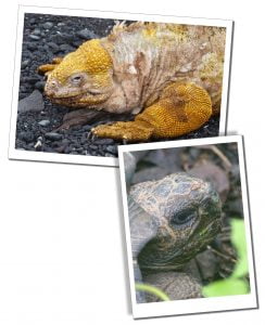 Close ups of two icons of this amazing Island, A bright Yellow Urbina-Bay-Land-Iguana and a stately Giant-Tortoise, The Galápagos Islands. Uploaded ToThe Best 8-Day Boat Tour Of The Galápagos Islands