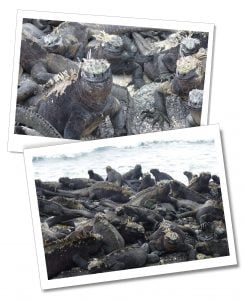 A 'pile' of amazing Marine-Iguanas, basking at the waters edge at Fernandina-Punta-Espinoza-The Galápagos Islands, Ecuador. The Best 8-Day Boat Tour Of The Galápagos Islands