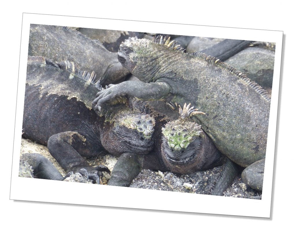 A clutch of Grey Iguana basking on sandy rocks