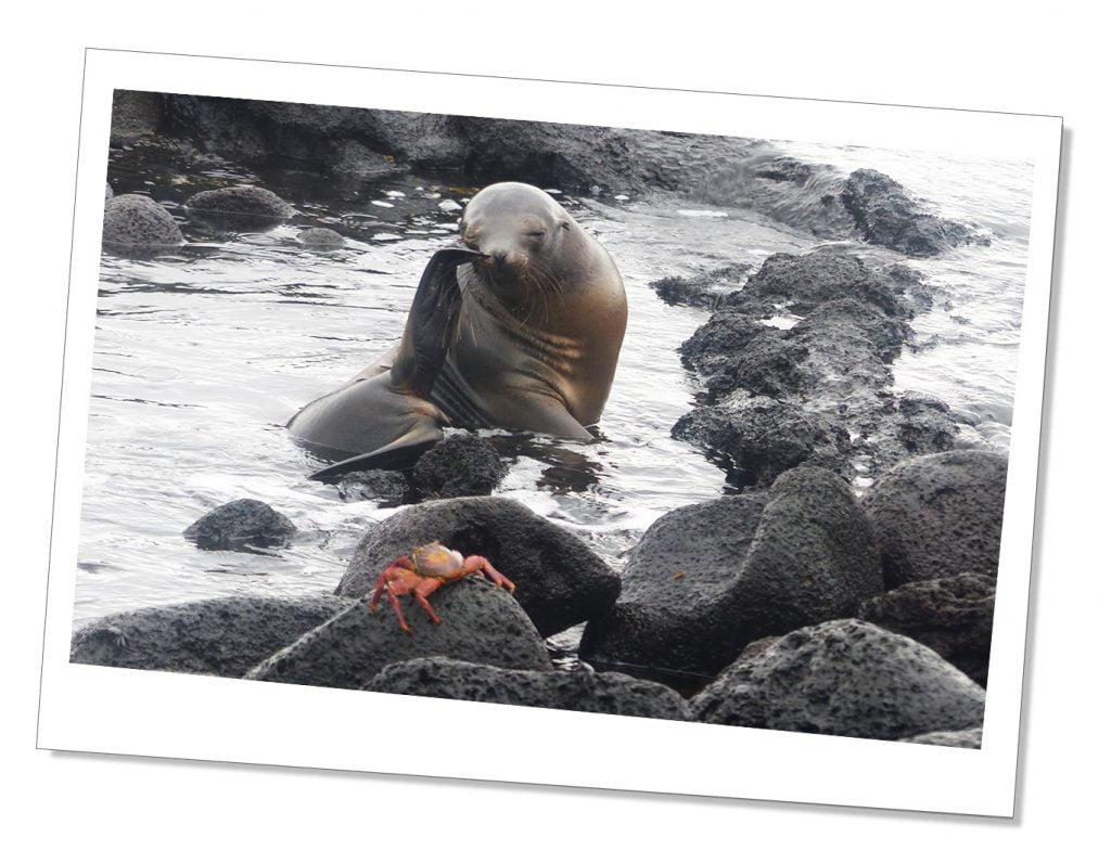 Fernandina-Punta-Espinoza-Sea-Lion