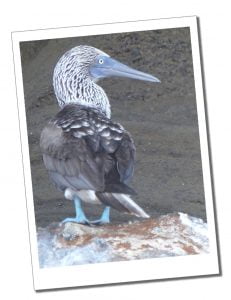 With it's distinctive right pale blue feet and pale blue bill seen here nesting, the Genovesa-Red-Footed-Booby, Galápagos Islands, Ecuador. How To Choose A Tour Of The Galápagos Islands, Ecuador