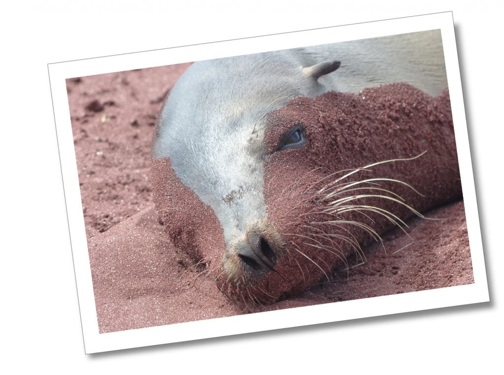 Rabid-Sea-Lion, Galápagos Islands, Ecuador.