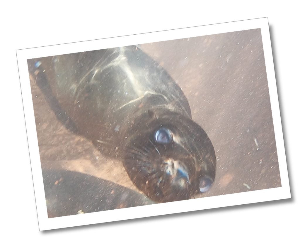 A Sea Lion face on to camera The Galápagos Islands, Ecuador.