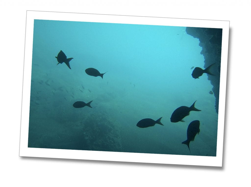 A school of fish, The Galápagos Islands, Ecuador