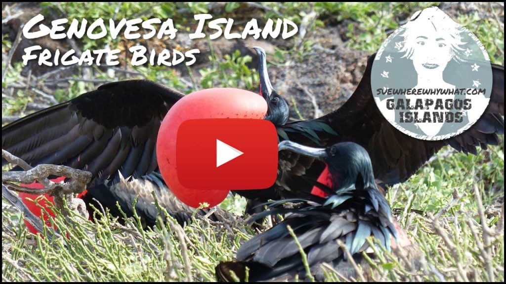The giant black wingspan of nesting Frigate Birds in The Galápagos Islands, Genovesa Island - Ecuador, South America