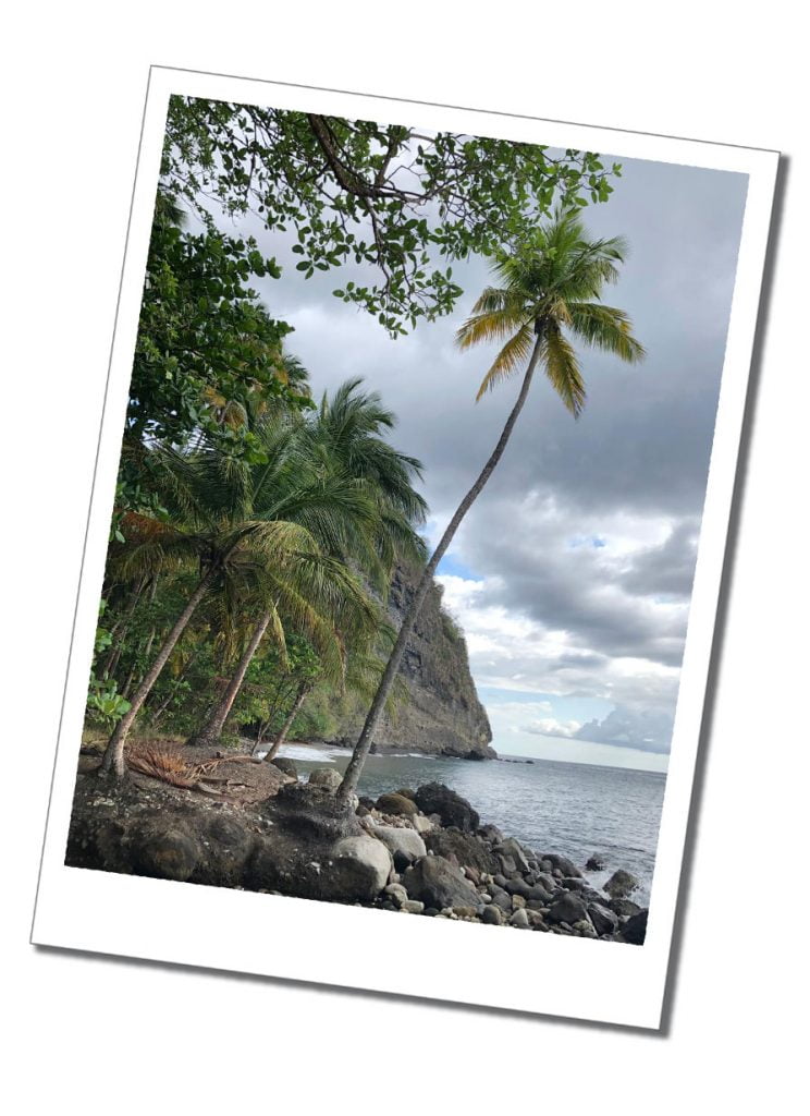 Palm tree lined beach, Martinique, Caribbean