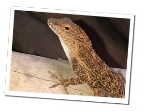 Speckled Mero Lizard, motionless on a log, Dominica
