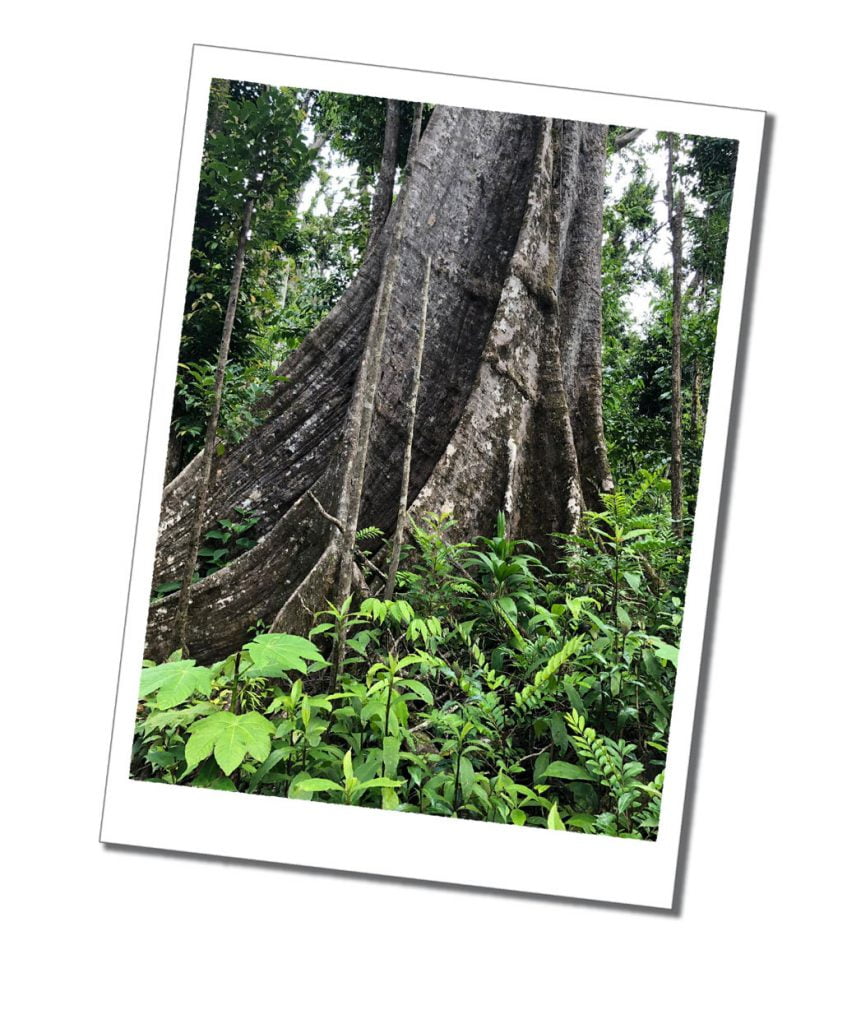 Old tree at Syndicate Parrot reserve, Dominican hiking, national parks, Caribbean
