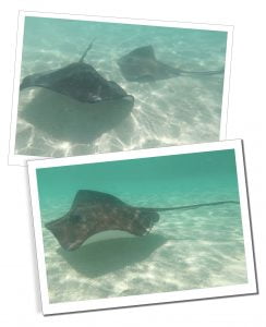 Sting Rays, Stingray City, Grand Cayman, 20 Best Things To Do In Antigua - A Local Perspective