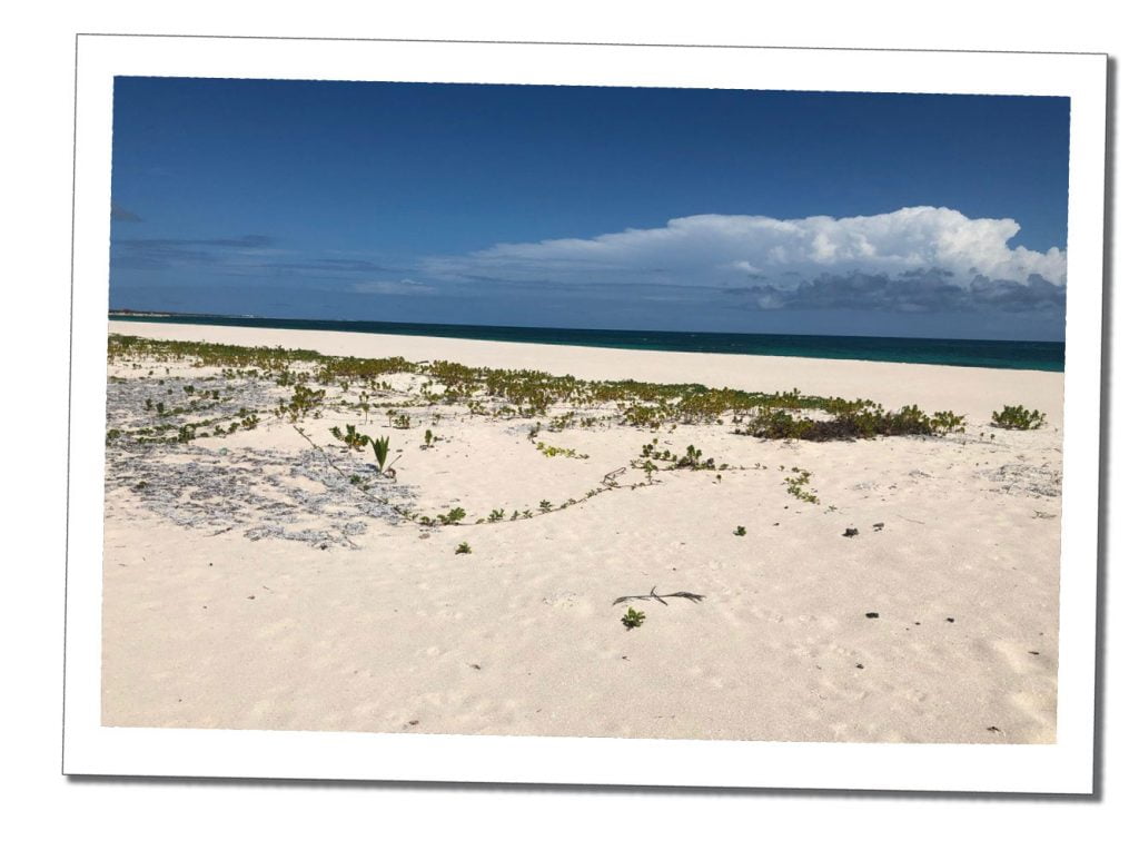 Deserted Greenery beach, Barbuda