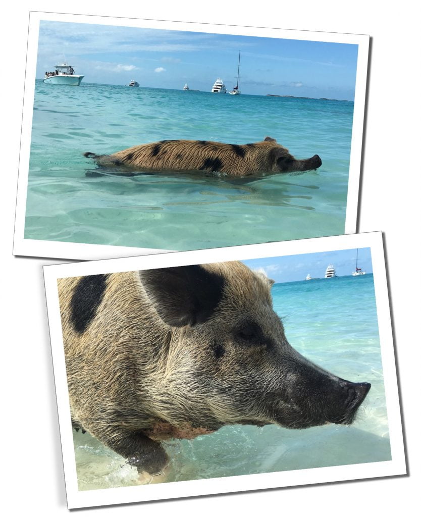 Swimming Pigs at Big Majors Spot, Best of the Bahamas