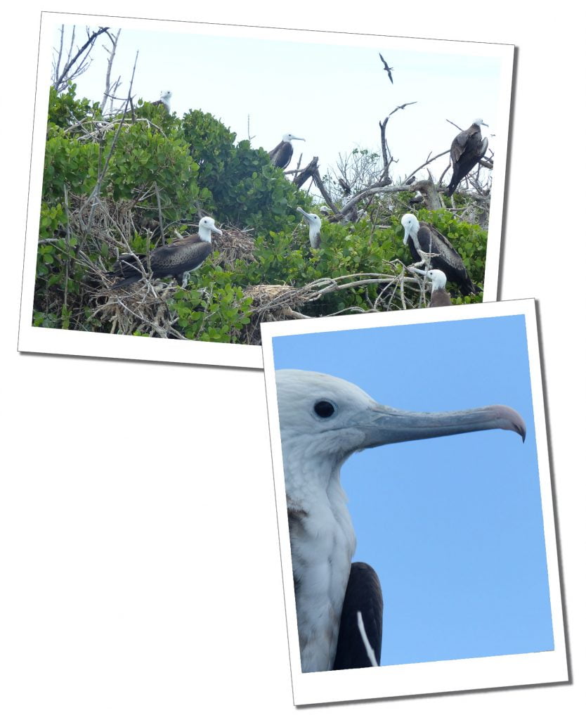 Frigate Bird Sanctuary, Barbuda