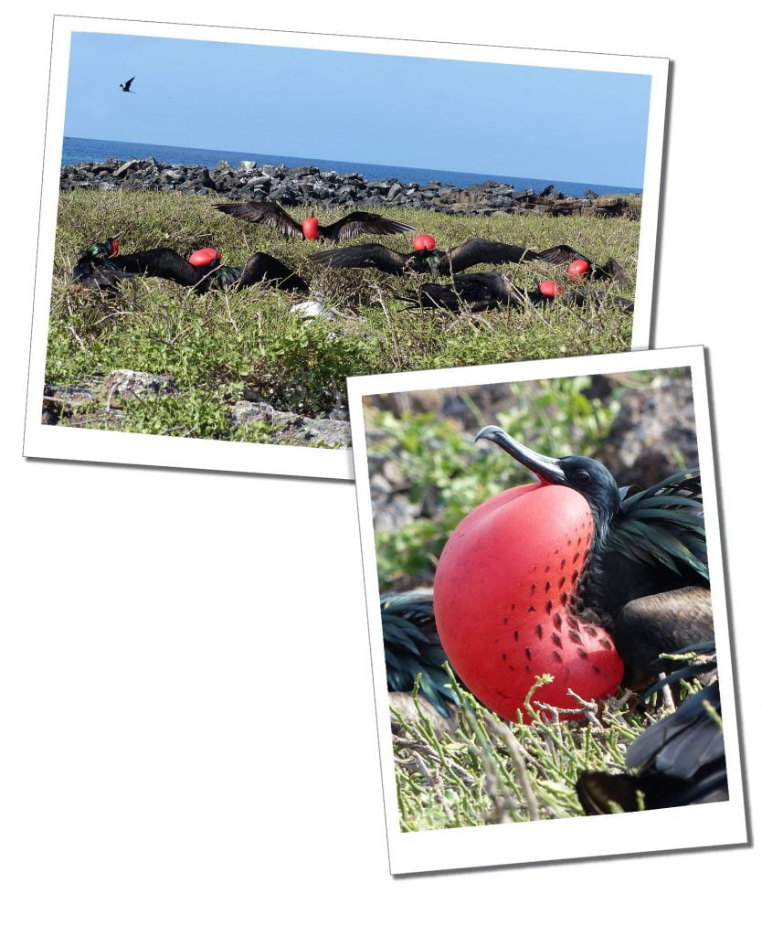 Male Frigate Birds Nesting, Barbuda