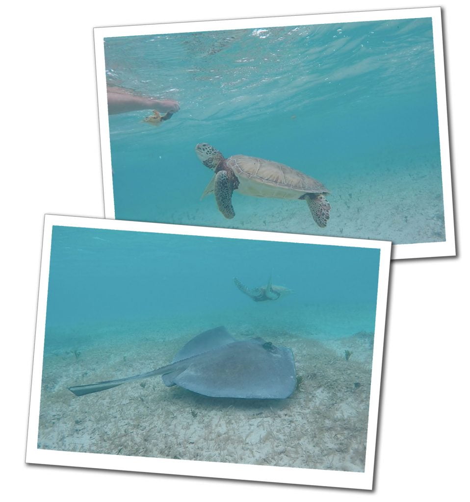 Underwater pictures of Turtles being fed, Farmers Cay, Bahamas