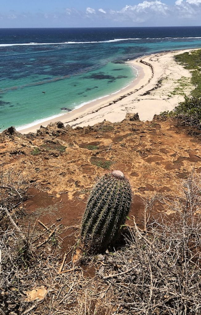 Cactus, two foot bay, Barbuda