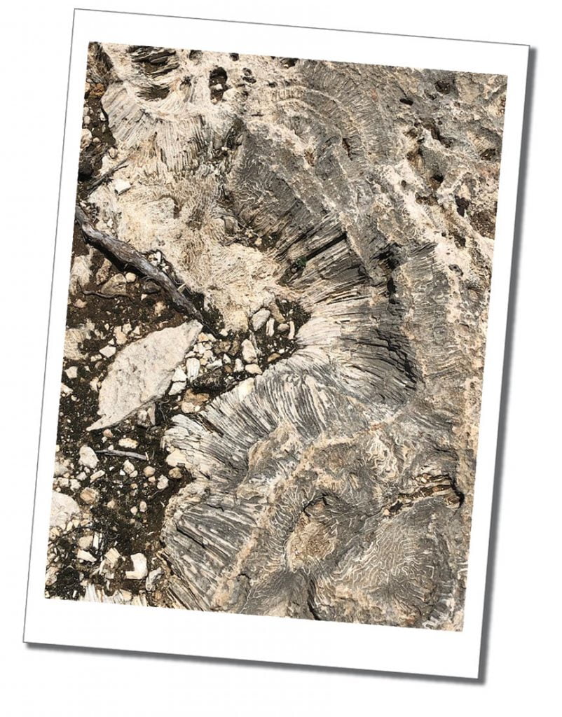 Fossils at foot bay, Barbuda