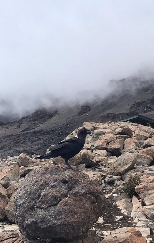 A Raven on a rock at Barafu Camp, Mount Kilimanjaro, Tanzania