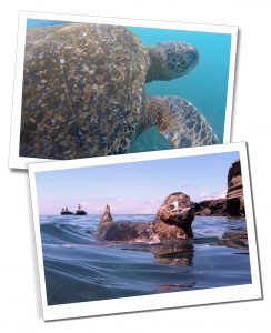 At Tagus Cove, A turtle glides in turquiose waters whilst a young penguin floating, The Galápagos Islands. The Best 8-Day Boat Tour Of The Galápagos Islands
