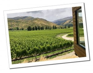 The green of the vineyard at The Gibbston Valley in the Central Otago area, New Zealand