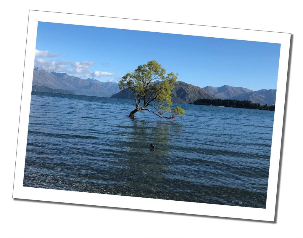 The lone 'Wanaka tree' standings a few metres from shore with a duck in the foreground and distant purple mountain backdrop