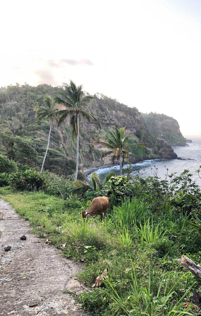 A Cow grazes above 'Pirates' beach, Dominica