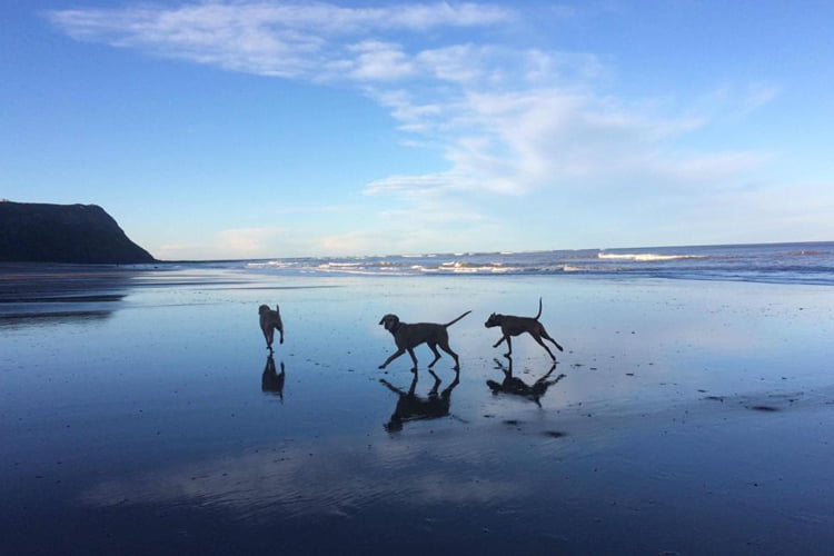 3 silhouetted dogs running on a large deserted beach