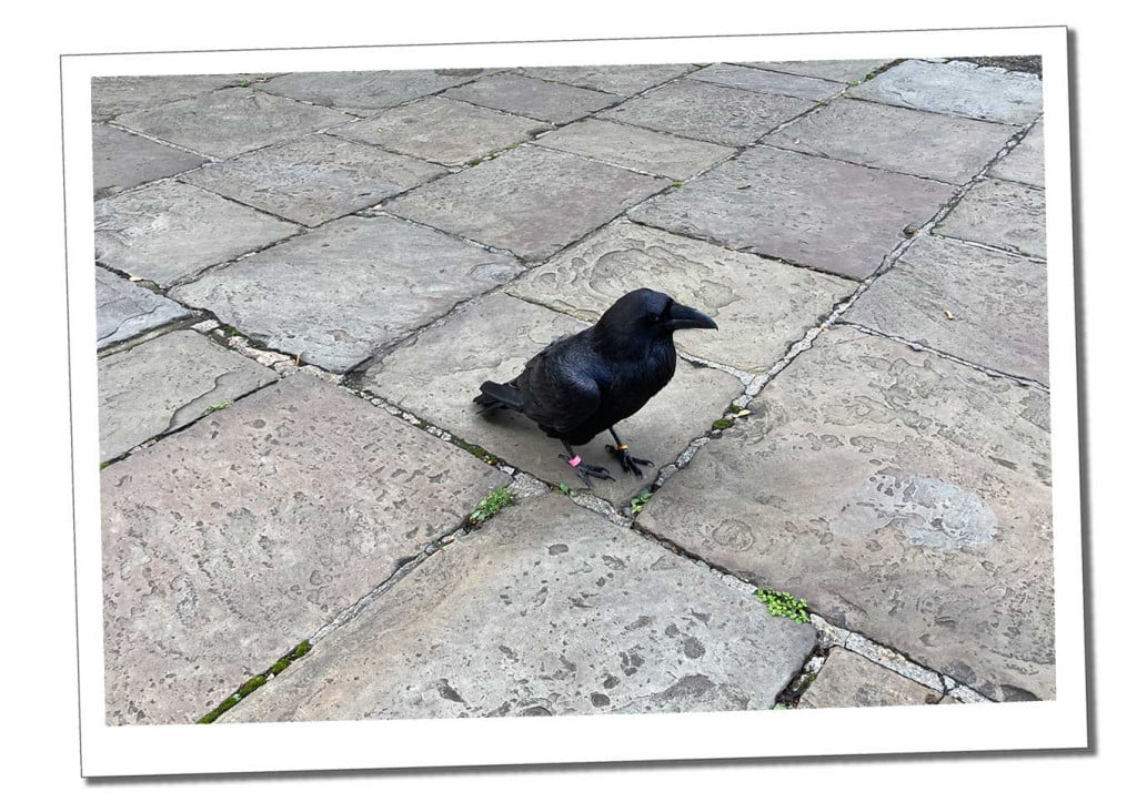 Raven 15 Amazing Things To See & Top Tips for Visiting the Tower of London