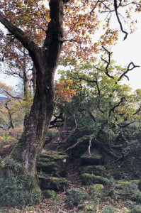 A twisted trunk of an autumnal tree stands at the Meeting of the Waters, Kerry