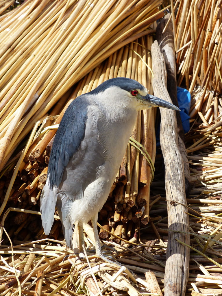 A large blue bird sitting on straw in front of a reed hut