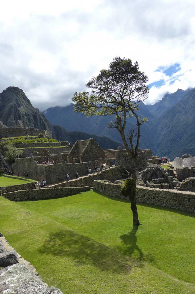A close up of the single tree on a beautifully prepared lawn bathed in sunshine with Machu Picchu behind & more of the outer walls of Inca buildings looking through one of the stone window frames to the ancient city below. Achieving a Life Goal - Hiking into Machu Picchu