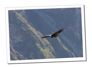 Peru Itinerary – 3 Weeks to Discover the Wonders of Peru, Colca Condor