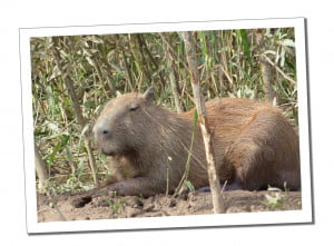 Peru Itinerary – 3 Weeks to Discover the Wonders of Peru, Amazon Capybara