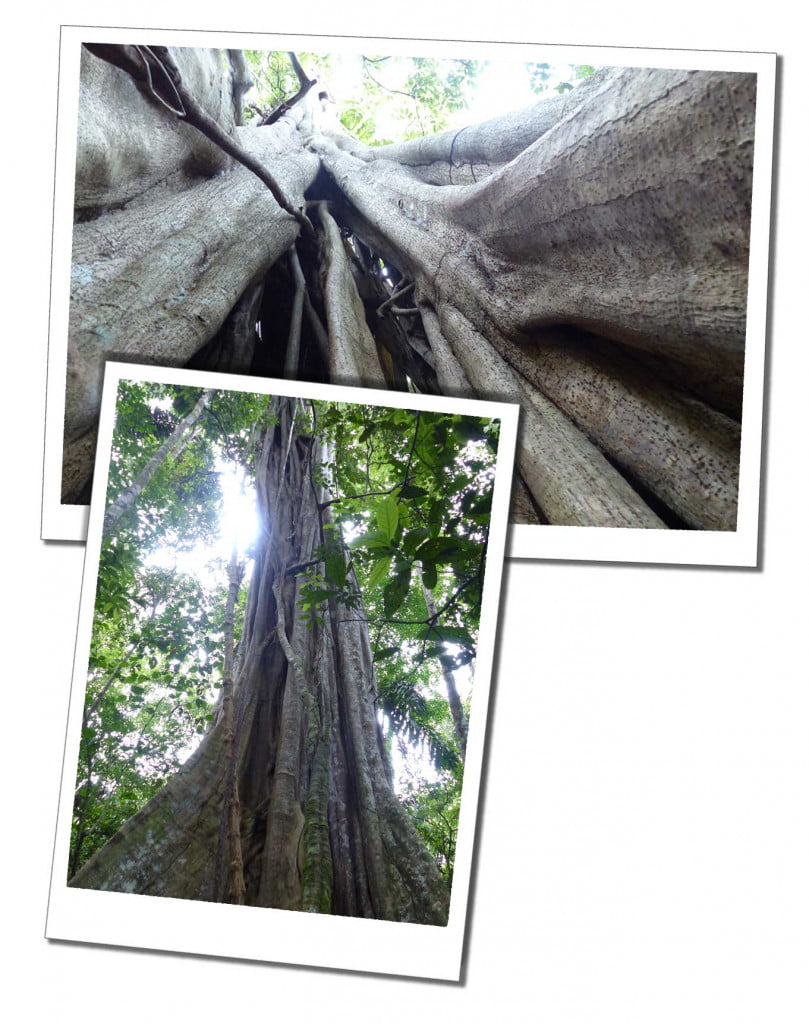 10 Essential Things to Know before Visiting the Amazon in Peru