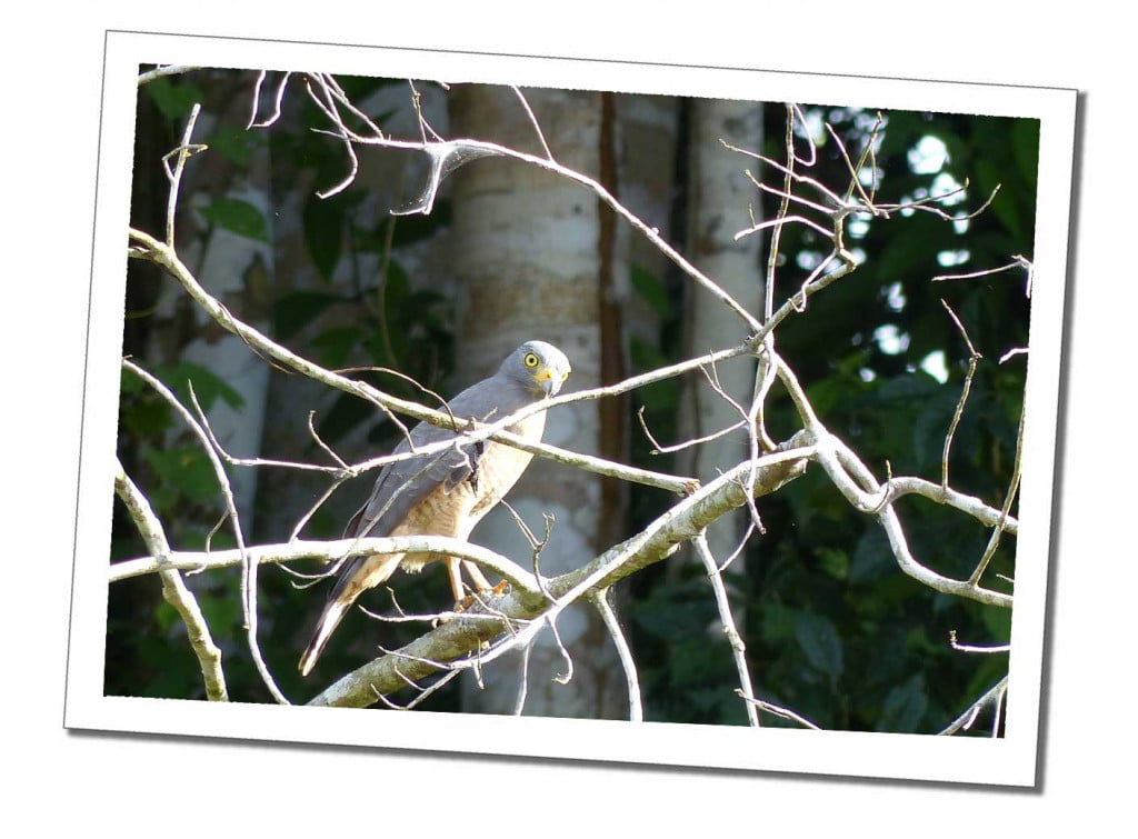 10 Essential Things to Know before Visiting the Amazon in Peru