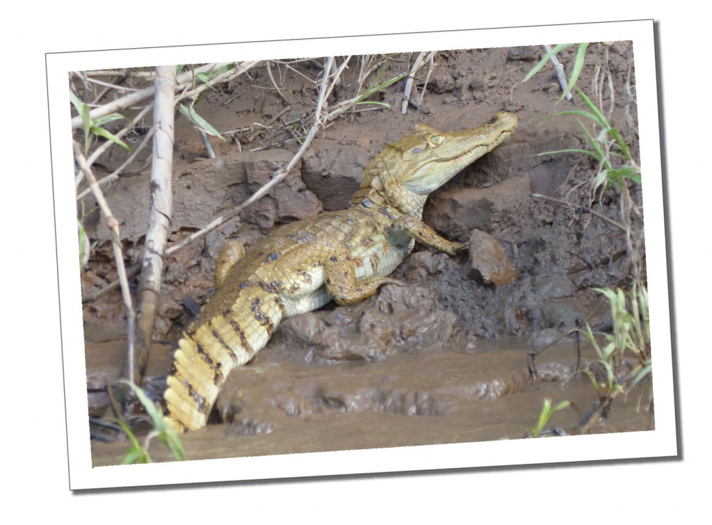 10 Essential Things to Know before Visiting the Amazon in Peru