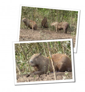 Capybara, 10 Essential Things to Know before Visiting the Amazon in Peru