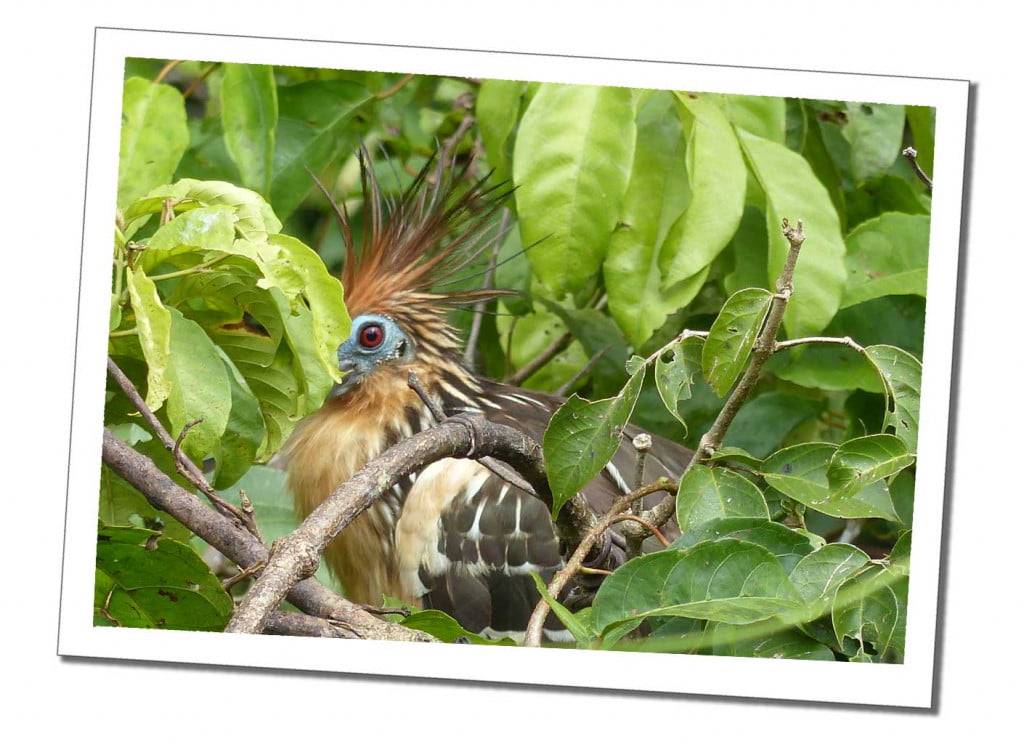 10 Essential Things to Know before Visiting the Amazon in Peru