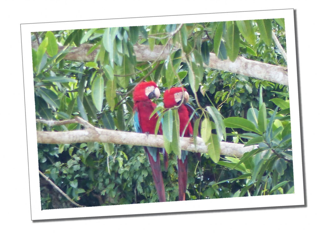 Macaw, 10 Essential Things to Know before Visiting the Amazon in Peru