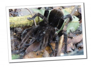 a large fury black spider creeps across a leafy jungle floor