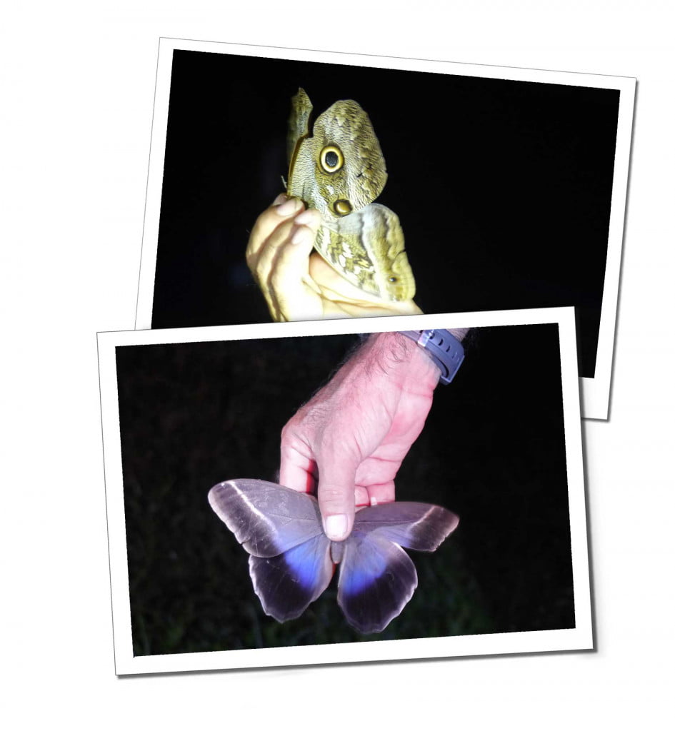 Butterflies, Night Safari, 10 Essential Things to Know before Visiting the Amazon in Peru