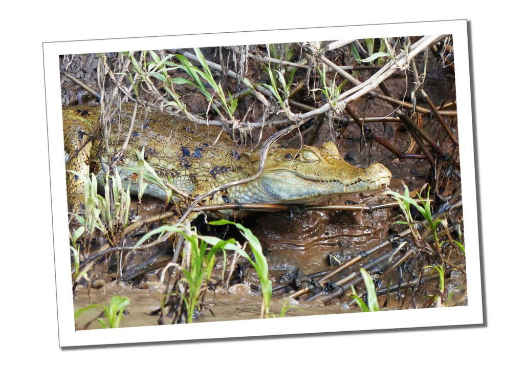 Caiman, 10 Essential Things to Know before Visiting the Amazon in Peru