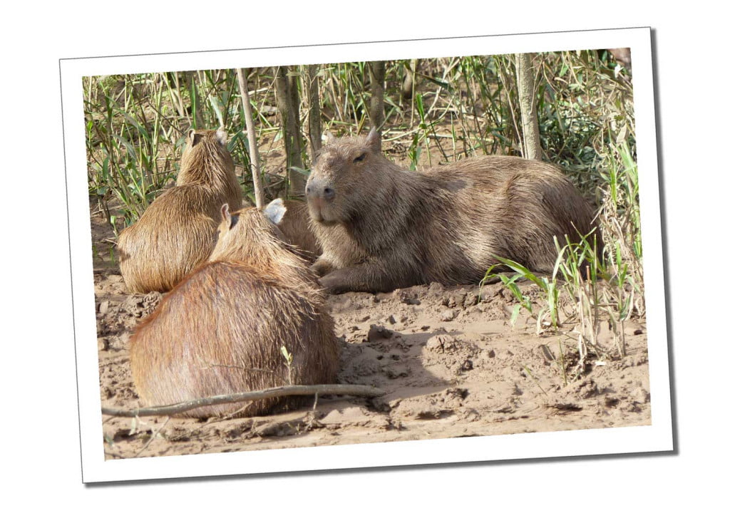 Capybara, 10 Essential Things to Know before Visiting the Amazon in Peru