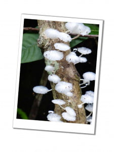 White disc shaped flowers growing off of a tree