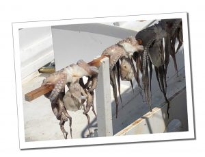 Octopus, drying in the sun What to Do in Paros for 2 Days – Your Perfect Itinerary