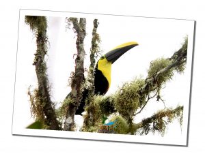 A striking yellow and black toucan points its beak skyward from the safety of a tree top