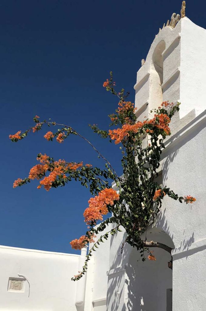 Naousa flowers, Paros, Greece